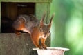 Curious squirrel perched on a wooden birdhouse, peering out the window