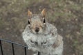 Curious squirrel portrait, Central park, new york. Royalty Free Stock Photo