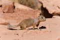 Curious squirrel on rocks at the Grand Canyon Royalty Free Stock Photo