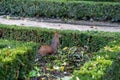 Curious squirrel running around a park