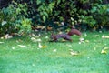 Curious squirrel running around a park