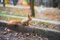 Curious squirrel on the sidelines in the autumn park.