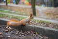 Curious squirrel on the sidelines in the autumn park.