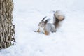 Curious squirrel sits in snow by tree in winter snowy park. Winter color of animal