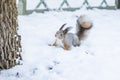 Curious squirrel sits in snow by tree in winter snowy park. Winter color of animal Royalty Free Stock Photo