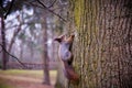 Curious squirrel sits on tree trunk close up