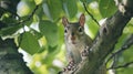 Curious Squirrel Sitting in Tree, Looking at Camera Royalty Free Stock Photo