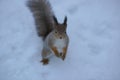 Curious squirrel on snow in the winter forest is looking in camera Royalty Free Stock Photo