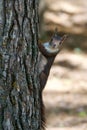 Curious squirrel standing alert on a tree trunk, surveying its surroundings Royalty Free Stock Photo