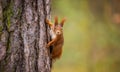 Curious squirrel on a tree bark in autumn colors Royalty Free Stock Photo