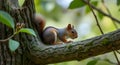 curious squirrel in the tree trunk with blurred background Royalty Free Stock Photo