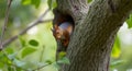 curious squirrel in the tree trunk with blurred background Royalty Free Stock Photo