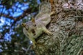 Curious squirrel on a tree trunk looking at the camera Royalty Free Stock Photo