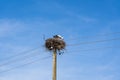 Curious stork looks out of his nest, Stork\'s nest on an electricity pole Royalty Free Stock Photo