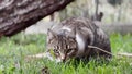 Curious Stray Cat Keeping Eye Contact With The Camera