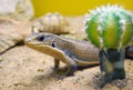 Curious sudan plated lizard hiding behind cactus Royalty Free Stock Photo