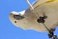 Curious Sulphur-crested Cockatoo looking down