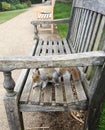 Curious summer Squirrel on a bench in a London park