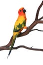 Curious Sun Conure Bird