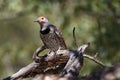 Curious, sunlit perched Gilded Flicker in Arizona Royalty Free Stock Photo