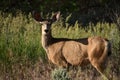 Curious Sunset Mule Deer Doe