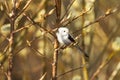 A curious and supercute small European songbird Long-tailed tit, Aegithalos caudatus on a spring day