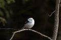 A curious and supercute small European songbird Long-tailed tit, Aegithalos caudatus on a spring day