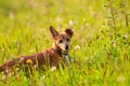 A Curious Sweet And Cute Happy Dog On A Daily Walk Hiding In Tall Grass Whilst Staying On Guard.