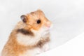 Curious Syrian hamster sits on its hind legs peeking out from behind a white wall Royalty Free Stock Photo