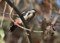 Curious Syrian Woodpecker peers into the photographer`s camera. Royalty Free Stock Photo