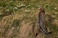 A curious tabby cas lurking on the grass. Royalty Free Stock Photo