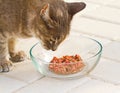 Curious Tabby Cat Eating Food from a Bowl Royalty Free Stock Photo