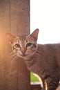 ACurious Tabby Cat Glowing in Golden Sunset Light, Posing Beside Wooden Post Royalty Free Stock Photo