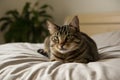 A curious tabby cat with green eyes rests on a white bed, its gaze captivating