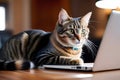 Curious Tabby Cat Looking at Laptop Screen on Desk with Blue Collar and Bell