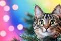 Curious Tabby Cat Peeking Through Christmas Tree Branches Royalty Free Stock Photo