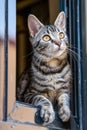 Curious Tabby Cat Peeking Through Window Bars on a Sunny Day, Looking Upwards with Alert Eyes Royalty Free Stock Photo