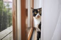 Curious cat sitting behind curtain on window sill Royalty Free Stock Photo