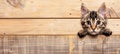 Curious tabby kitten peeking over beige wooden background, with copy space for text.