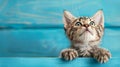 Curious tabby kitten peeking over blue wood, cute cat with paws up on blurred background.
