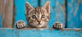 Curious tabby kitten peeking over blue wooden background, paws up, copy space, blurred background