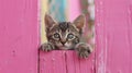 Curious tabby kitten peeking over pink wooden background, blurred setting with copy space