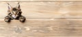 Curious tabby kitten peeking over wooden surface with copy space, cute cat head with paws up