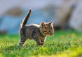 Curious tabby kitten takes a confident step forward on a sunlit lawn Royalty Free Stock Photo