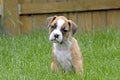 Curious Tan and White Boxer Puppy