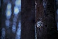 Curious tawny owl peeking out from a nesting cavity in hollow tree in forest