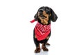 Curious Teckel puppy looking up and wearing red bandana