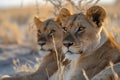 Curious Teenage Lions In The Desert, Captivated By The Cameras Gaze