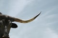 Curious Texas longhorn steer closeup
