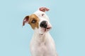Curious thinking American Staffordshire dog tilting head side. Isolated on blue background Royalty Free Stock Photo